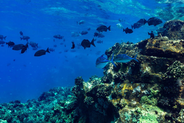 Fish swimming amongst the reef