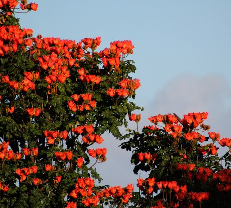 Flowers of the kou tree