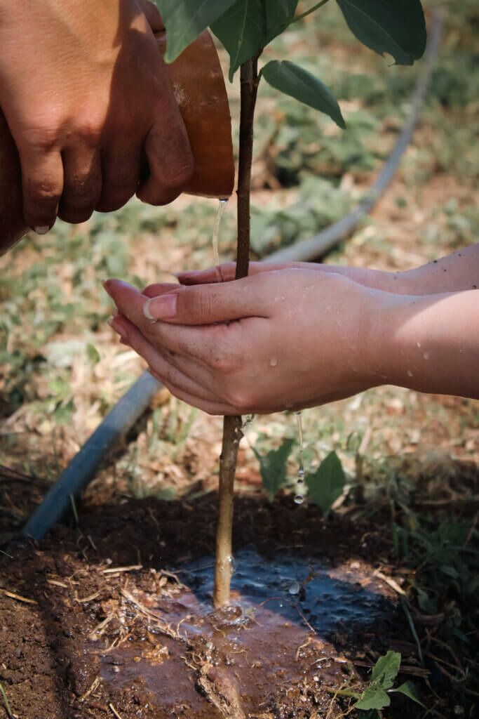 Hawaii Legacy Reforestation Initiative