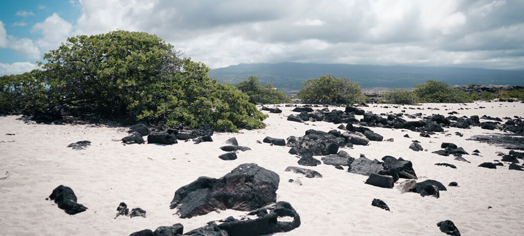 Sea Salts of Hawaii