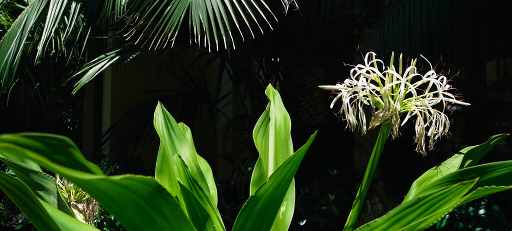 Queen Emma Spider Lily