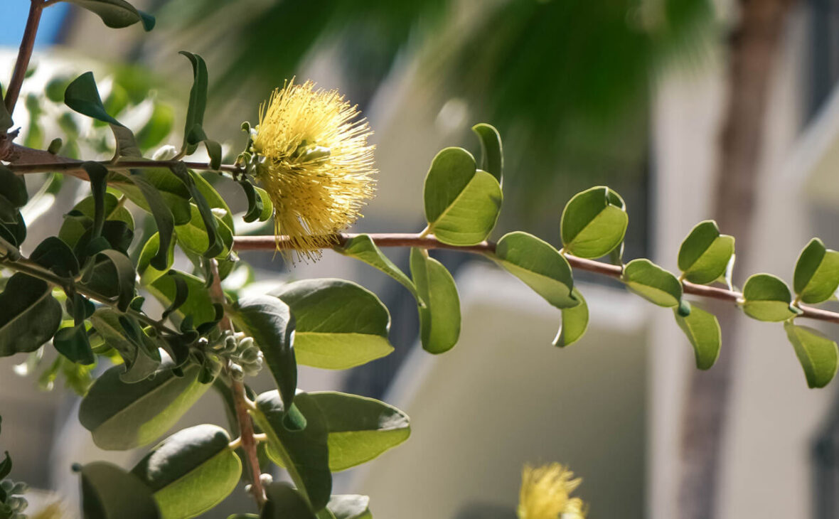 Ohia
