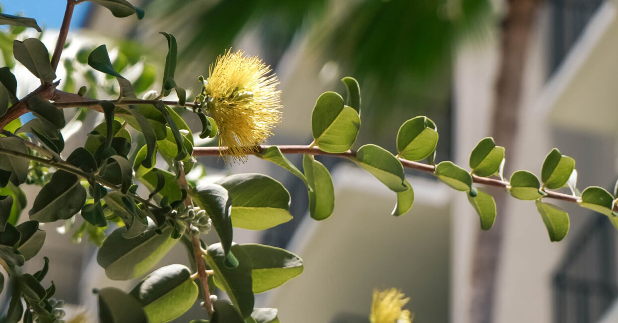 Ohia