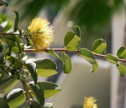 Ohia