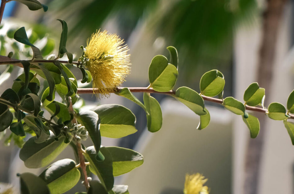 Ohia