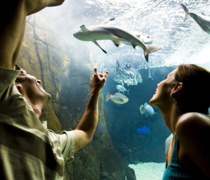Waikiki Aquarium