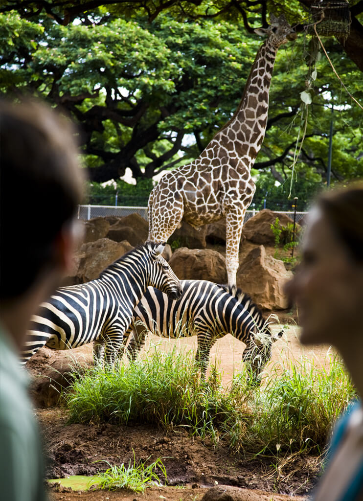 Honolulu Zoo