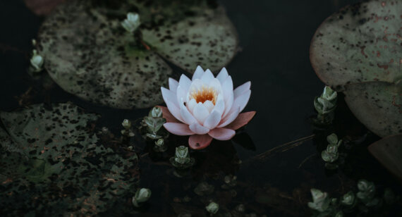 lotus
