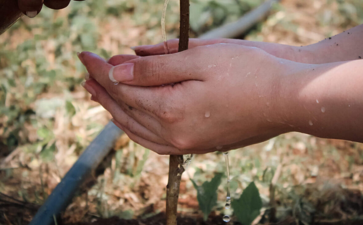 Hawaii Legacy Reforestation Initiative