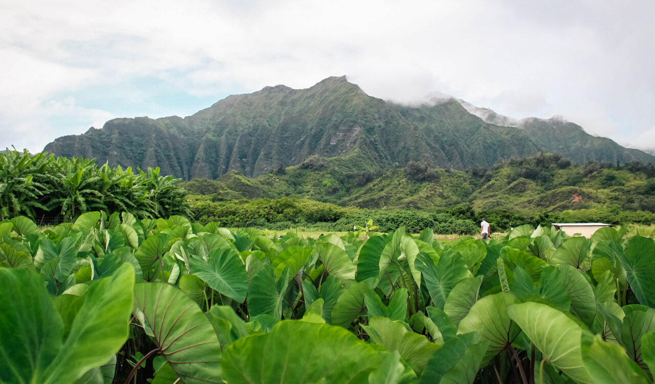 Volunteer with Kākoʻo ʻŌiwi