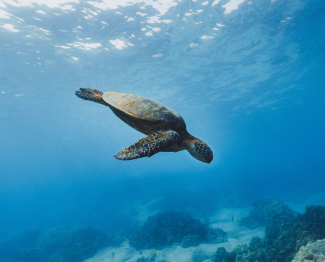 sea turtle